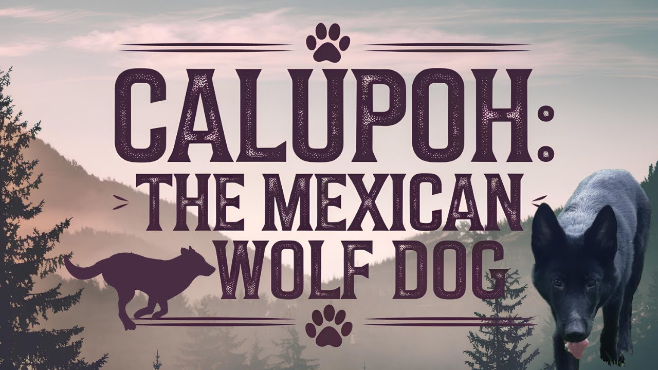 The Calupoh: The Ultimate Guide to the Mexican Wolf Dog