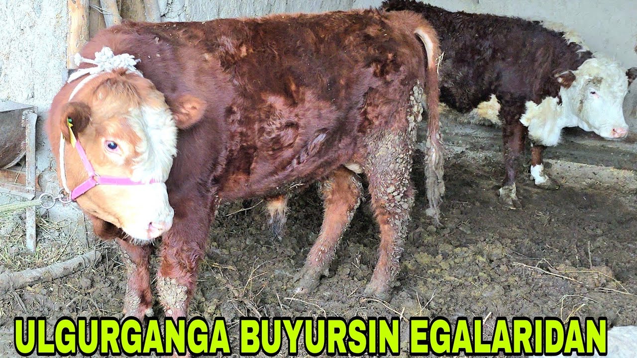 Dehqonchilik ulgurgan oladi  buqa gunajin ona bola sigir февраля 2026 г.