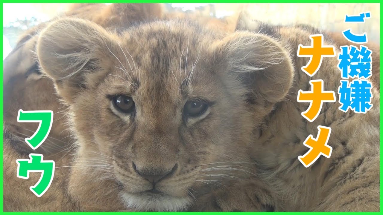 ご機嫌ナナメになっちゃった、フウちゃん【旭山動物園 オリトとイオ ライオンの赤ちゃん】