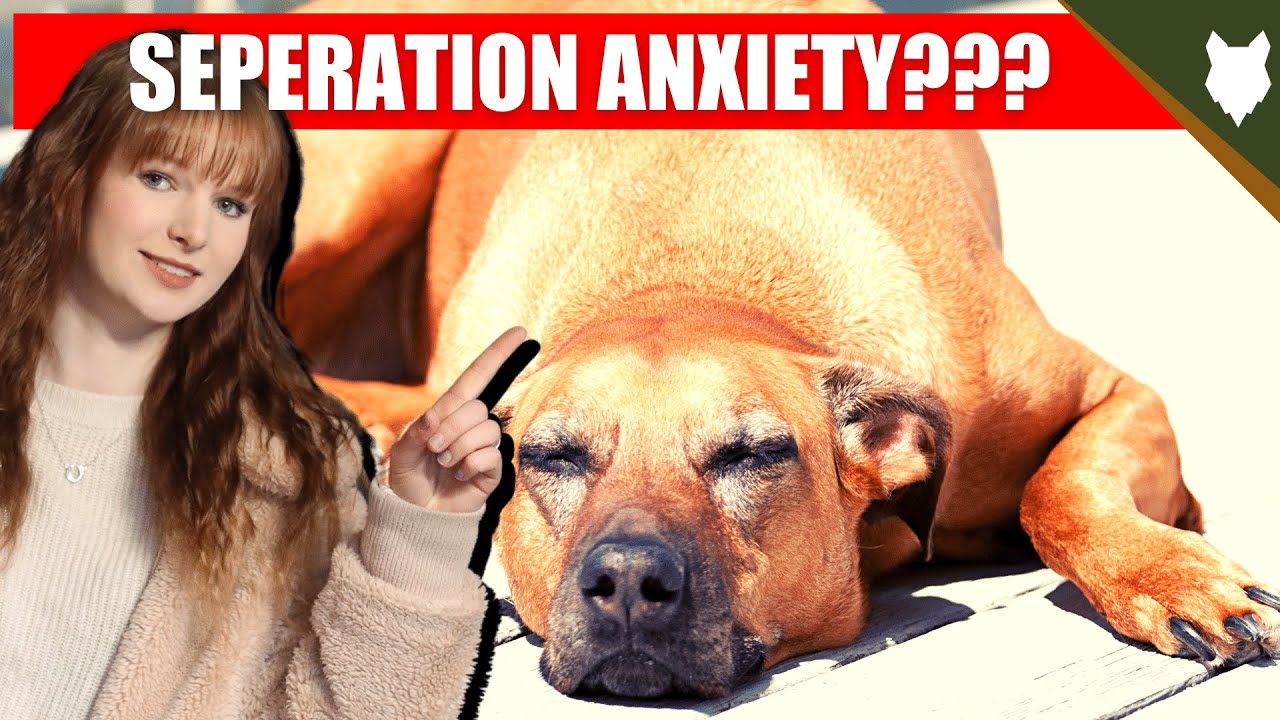 DO RIDGEBACK GET SEPERATION ANXIETY