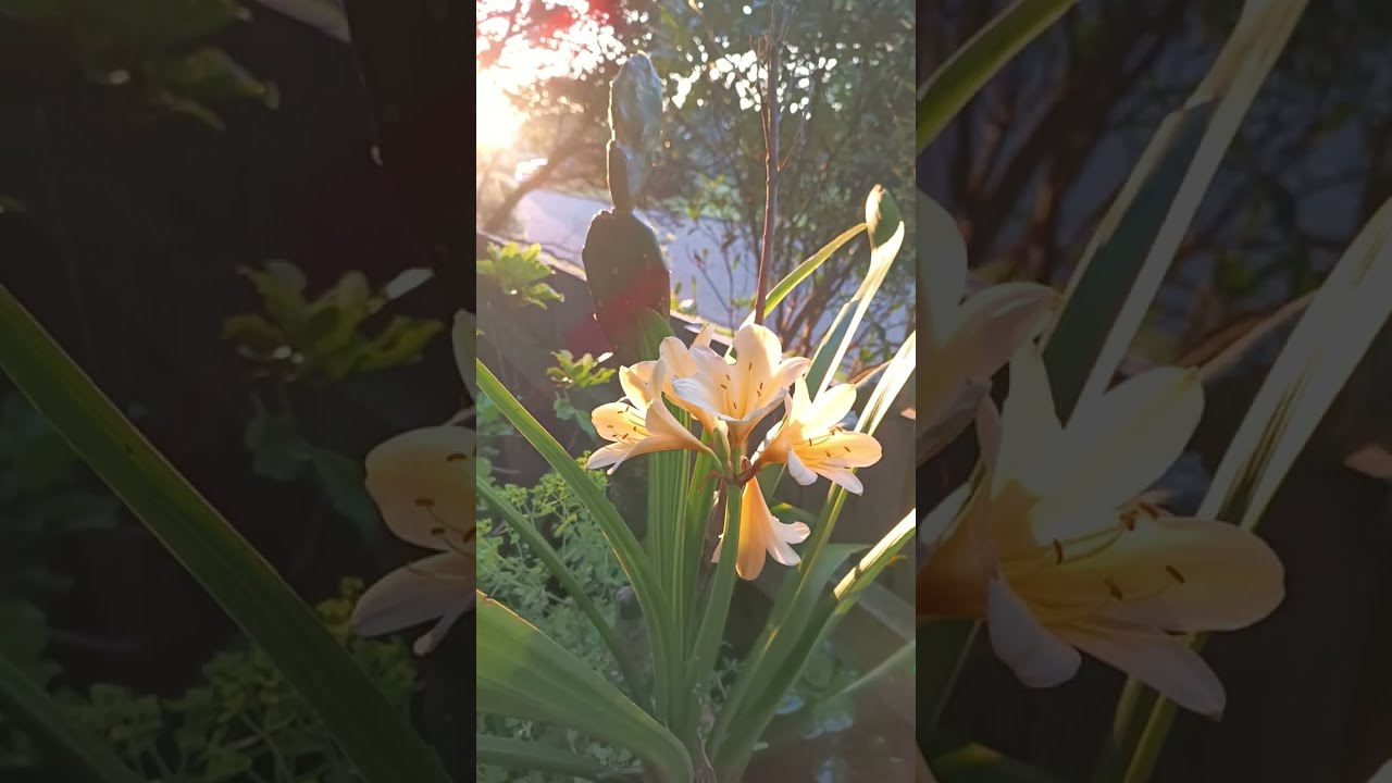 videos#garden#flowers#yellow clivia#variegatedleaves@kapcoastsunsetcliviaseascapes 