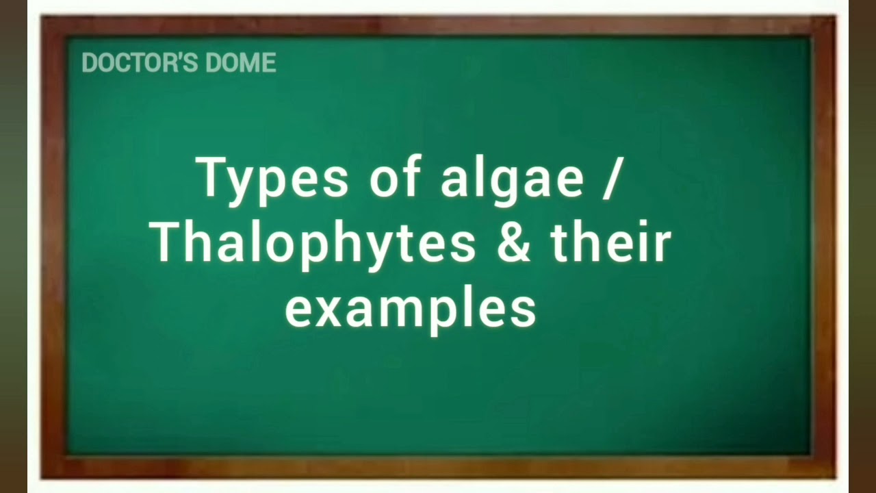 Easiest #trick to learn #Thallophytes| #Algae #mneumonics | #Biologytricks #pheophyceae #chlorophyce