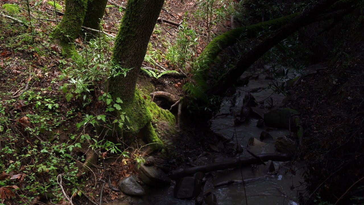 4K DAY TO NIGHT🌧️ Relaxing Rainstorm With A River 🍃 - Sleep, Study, Relax 😴