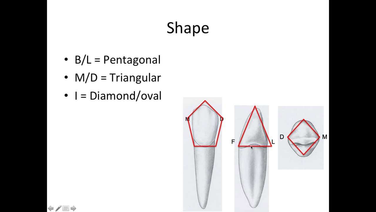 7 Mandibular Canine - NBDE Part 1 Boards Study