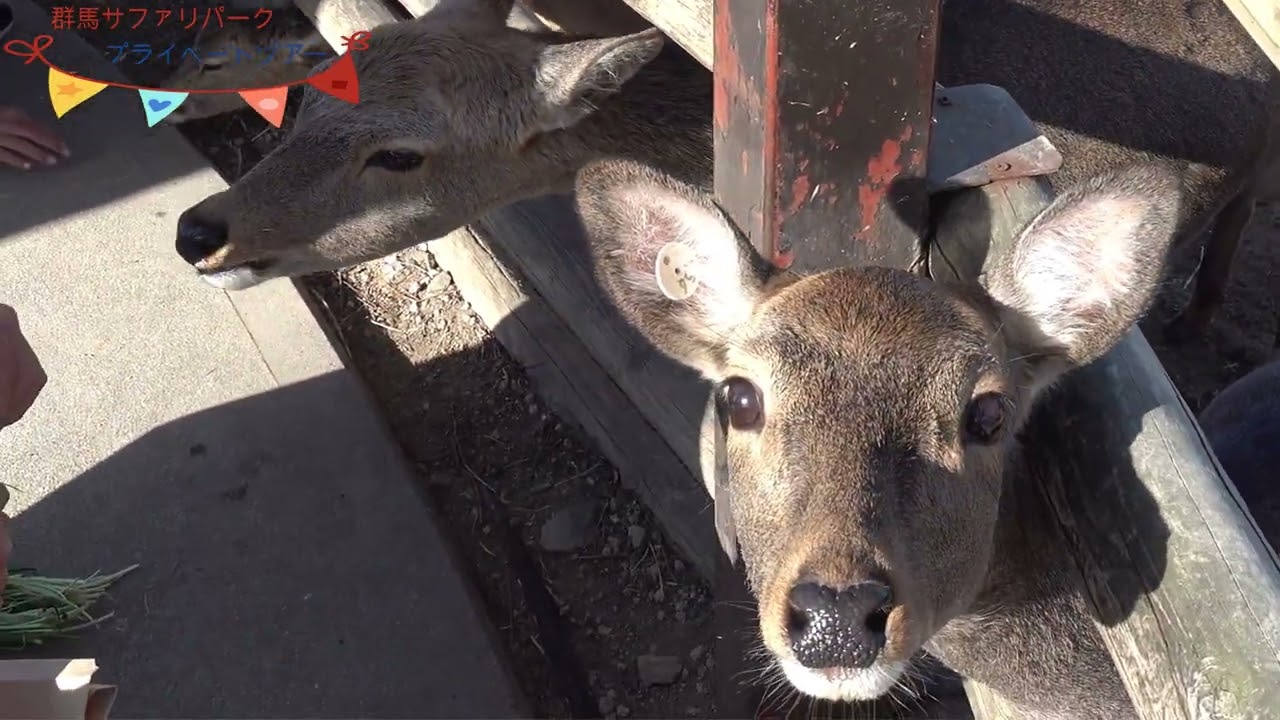 群馬サファリパークのプライベートツアーに行ってみた