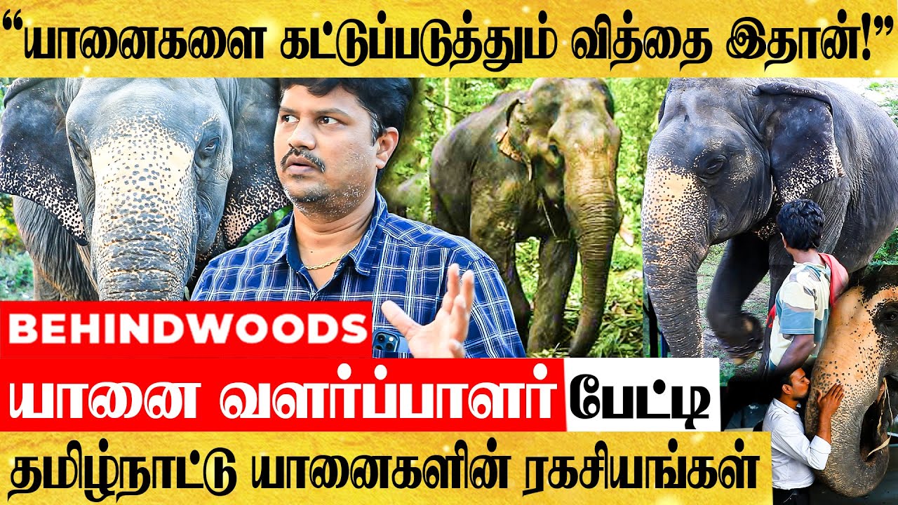 யானைகளுக்கு காம உணர்வு வந்தால் என்ன நடக்கும் தெரியுமா..? யானை வளர்ப்பாளர் பேட்டி