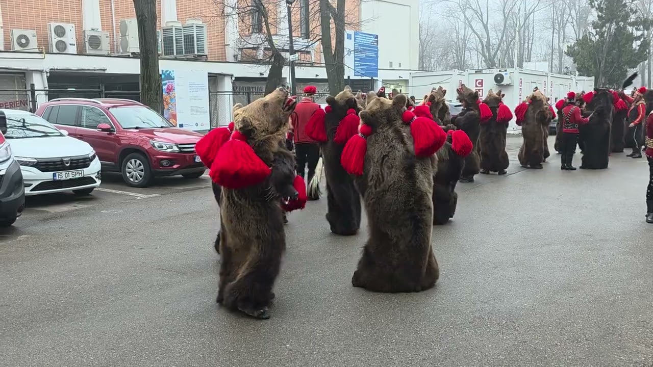Urșii de la Leorda Comănești ,Bacău la spitalul Parhon Iași ❤️🐻🐻🐻 20 dec 2025
