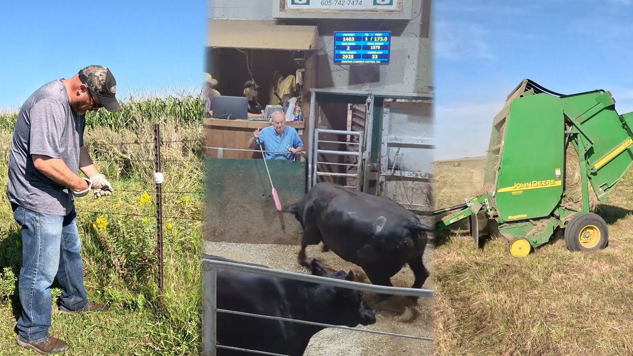 Cattle, Fence & Hay – The Ranching Triple Play