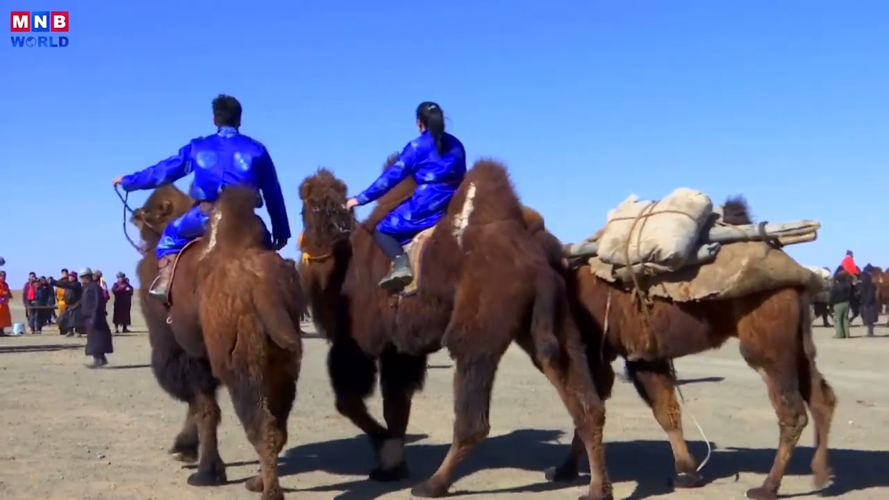 Facts about Mongolia - Camels are great to use for transportation.