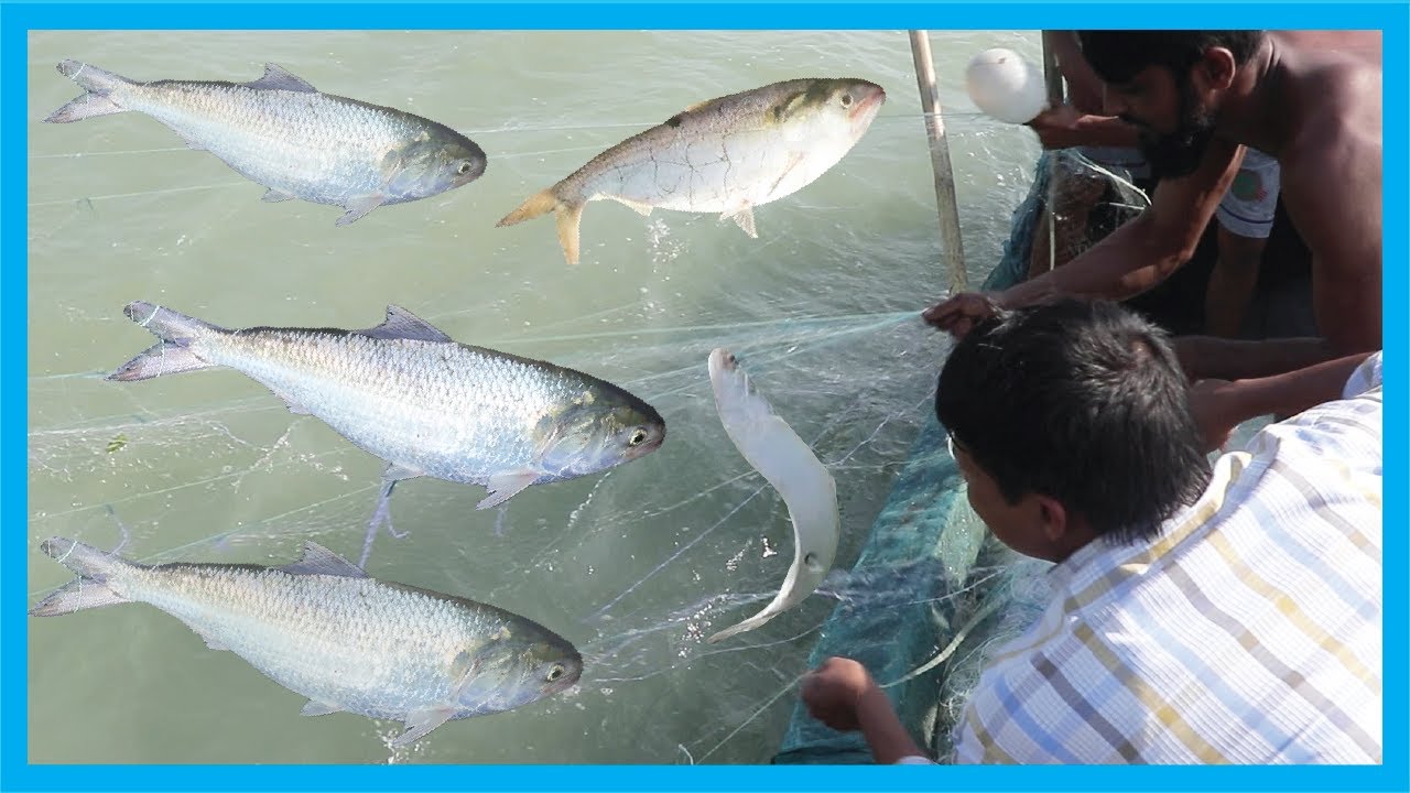 Here is The Big Catch- Best Hilsa Fishing Ever | Fish Corn
