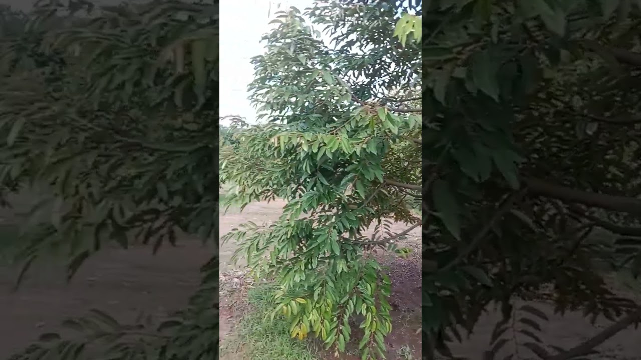 Back thorn gốc 3 chân được.2.5 tuổi châu đức brvt