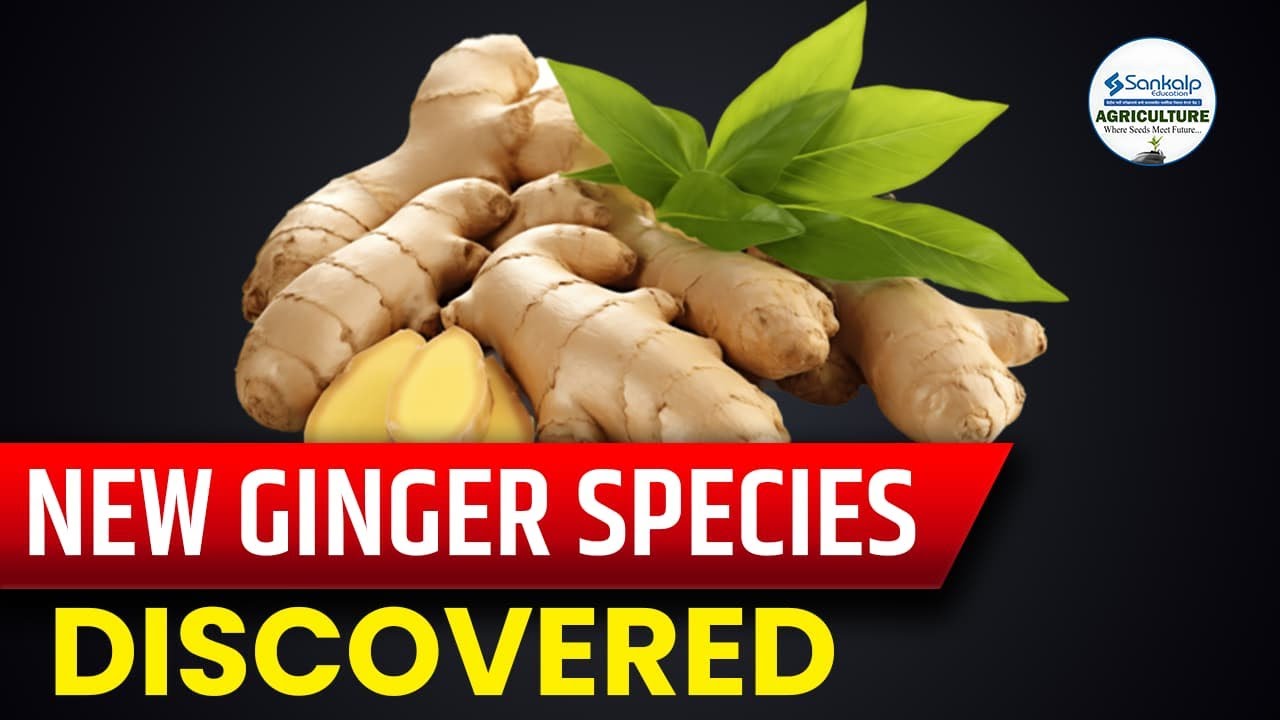 Current Affairs | New Ginger Species Discovered In Odisha || Sankalp Agriculture