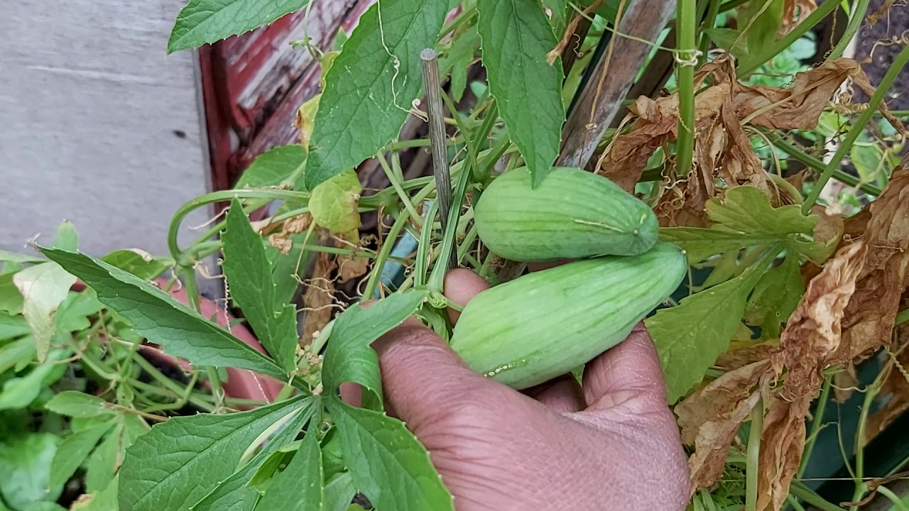 American achocha plants Chinese achocha potol updates on 10/09/2019 -  Shoker bagan Oxford UK