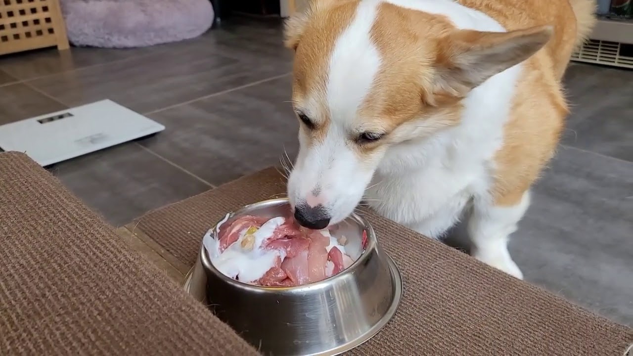 과연 개의 식사 전 후의 체중이 먹은 만큼 늘어날까?
