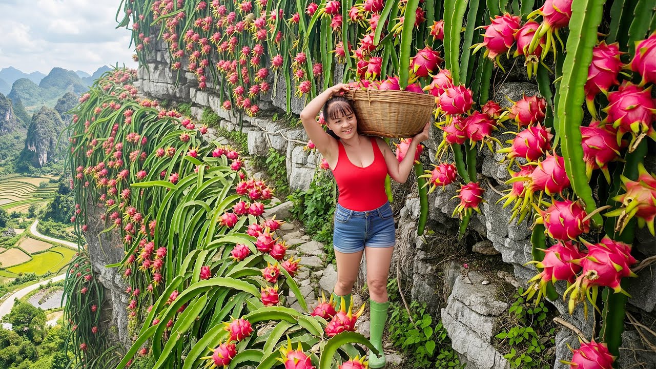 Harvesting 1000 Dragon Fruit On The High Rock Goes To Market Sell - Farm Life