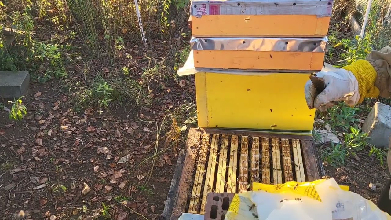 Odkład i rodzina pszczela. Kontrola pokarmu.#beekeeping #farming #nature #bee