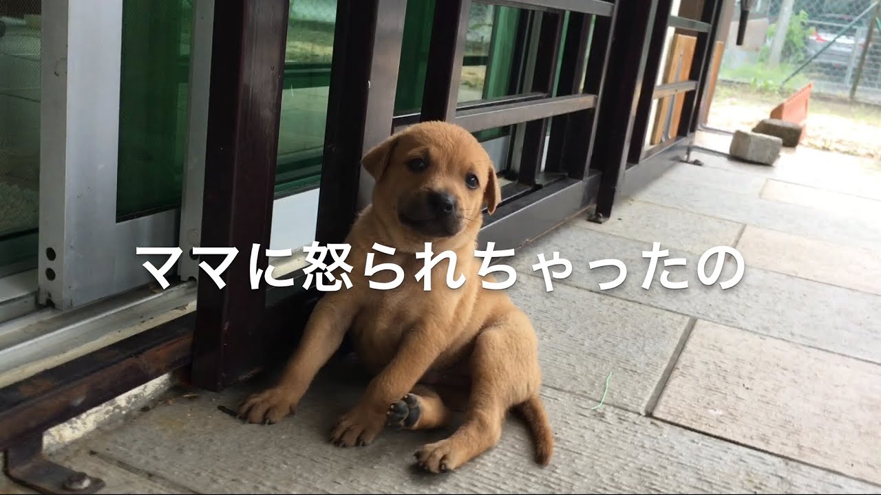 【海外の保護犬日記030】母犬に叱られてヘコんでる姿がなんともカワイイ　He is disappointed to be scolded by mom.