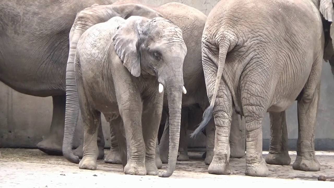 Zoo Wuppertal # Besuch bei Tuffi, dem kleine Elefantenmädchen und andere tierische Mitbewohner