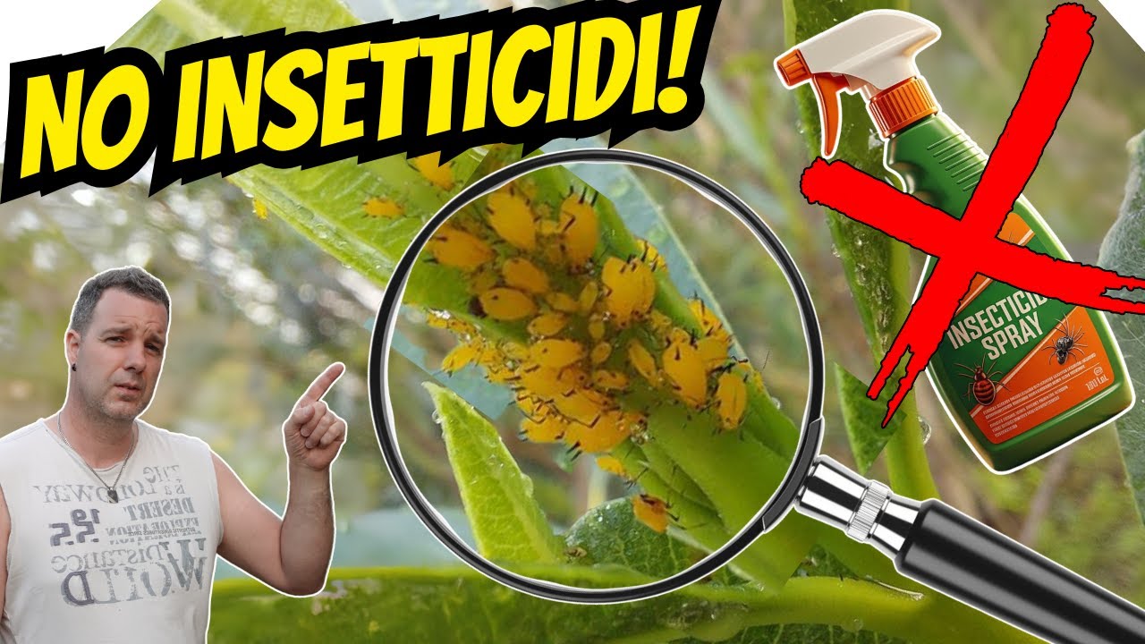 Afidi Addio! Trucco Facile, Economico ed Ecologico!