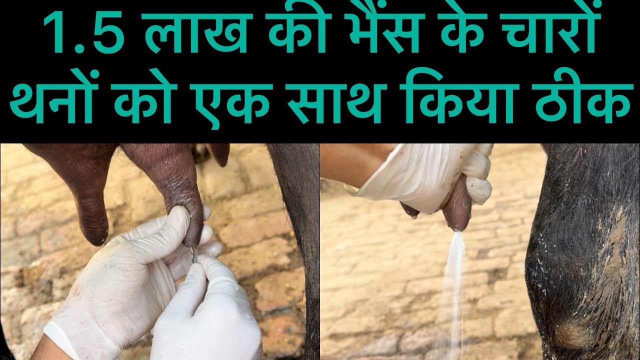 Teat blockage l teat fibrosis l Mastitis l dr Umar Khan