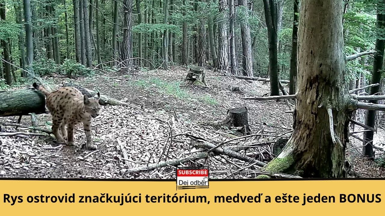 Rys ostrovid značkujúci teritórium, medveď a ešte jeden BONUS 🐯💧🐻🎁 Fotopasca Liptov 🎥