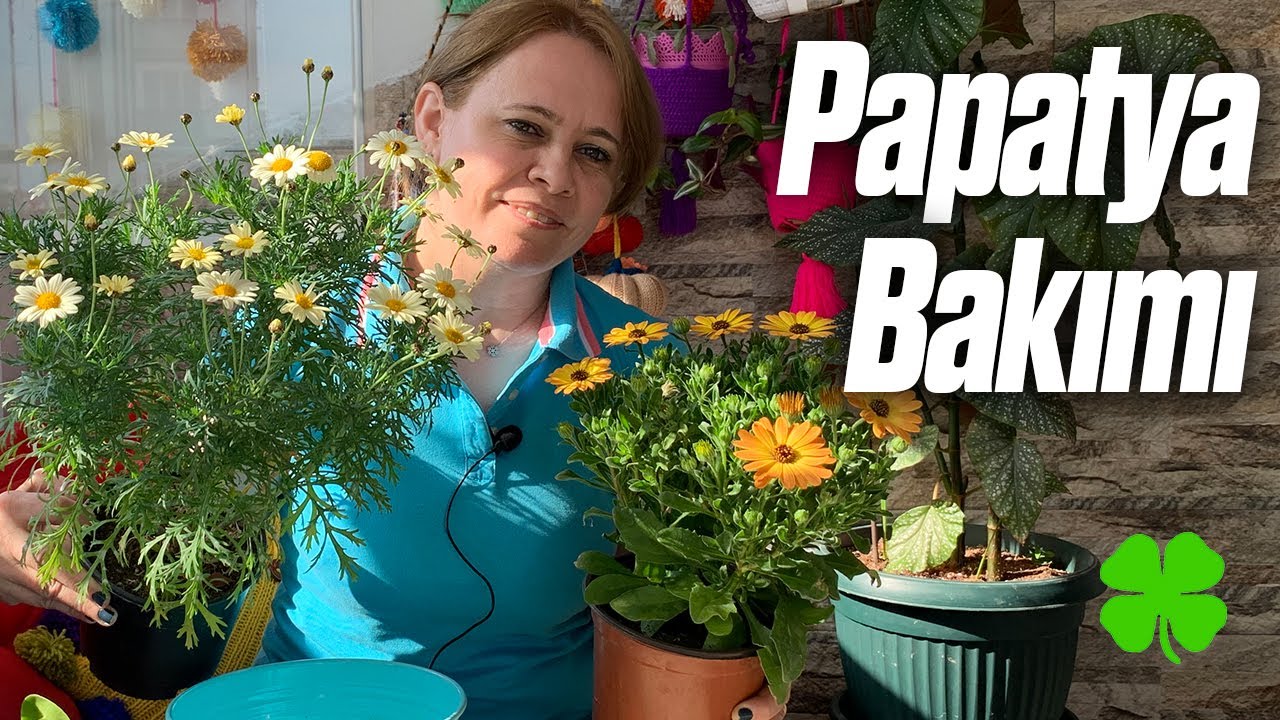 Papatya Nasıl Bakılır? | Çoğaltılması, Sulanması, Püf Noktalar