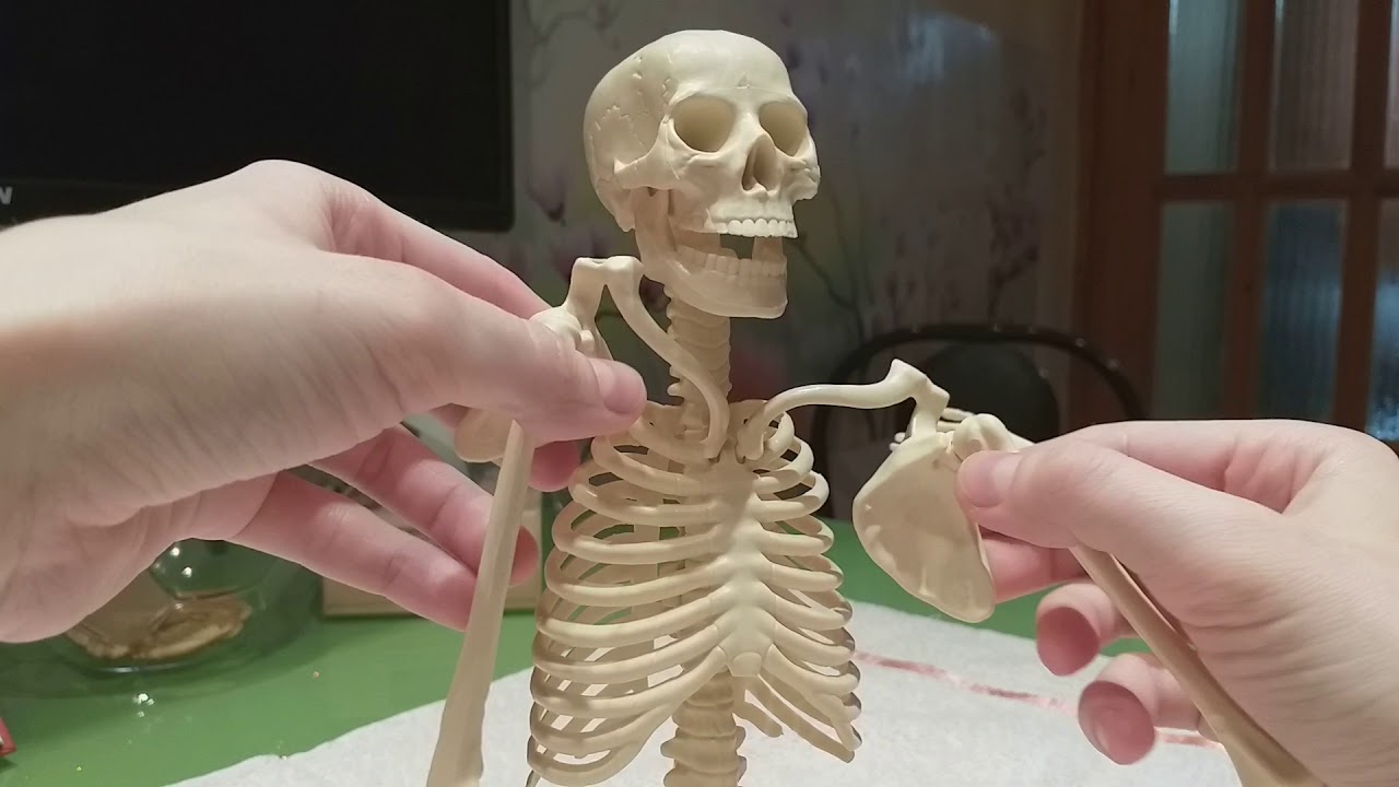 АСМР Кости скелета, краткий обзор/Skeleton Bones, a quick review