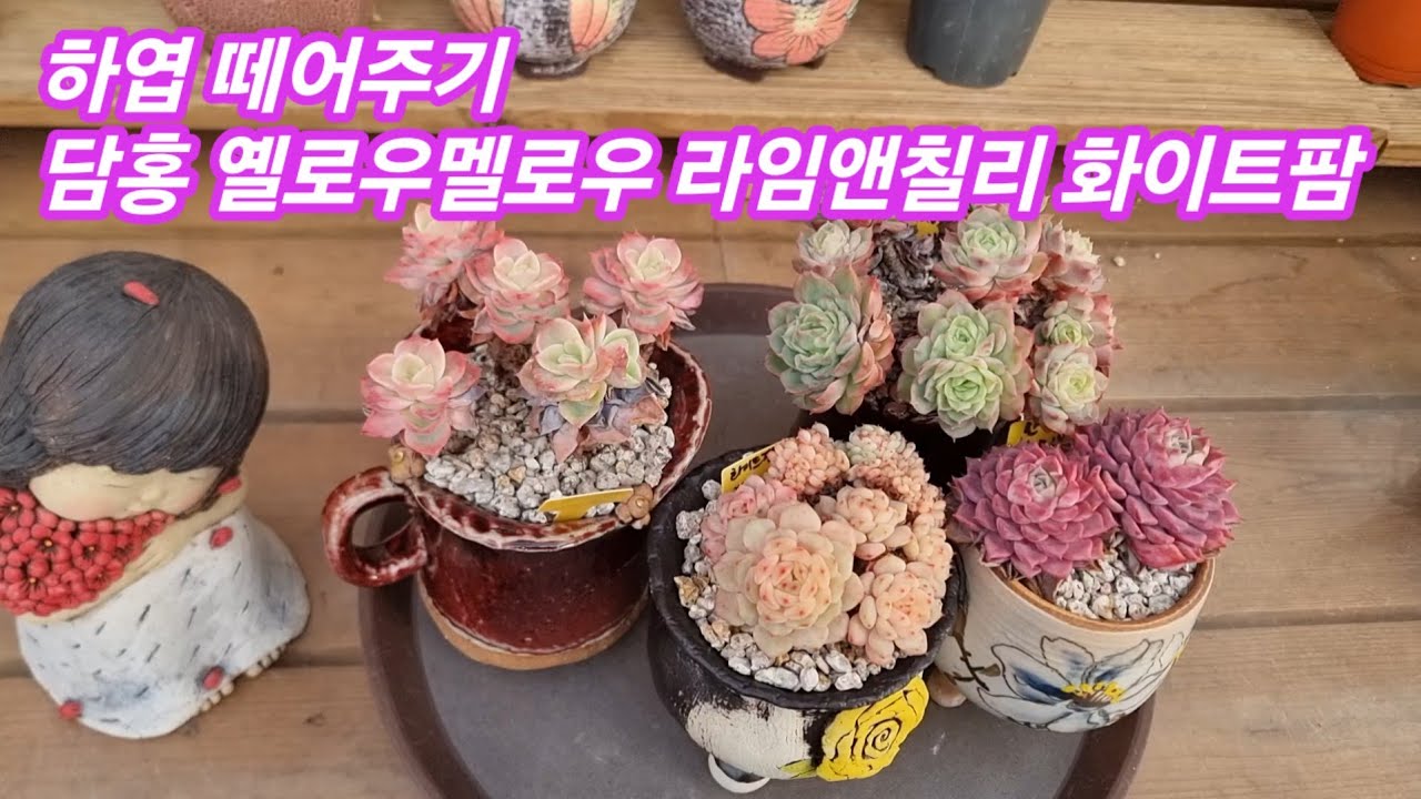 26.3.12 🌹#하엽떼어주기 담홍 옐로우멜로우 라임앤칠리 화이트팜은 분갈이해요🌹 #다육식물 #러블리로즈다육tv 