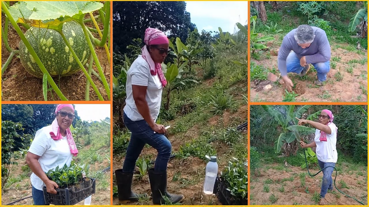 NA ROÇA É ASSIM: Quem planta colhe. CAFÉ, ABÓBORA E NOSSAS FRUTÍFERAS VÃO BEM, OBRIGADO.