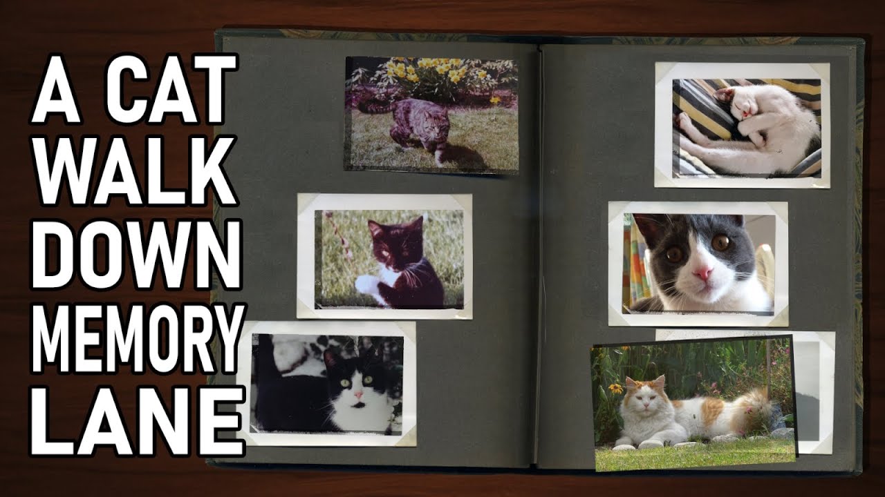 The cats we had - an Everyday Cat Stories special