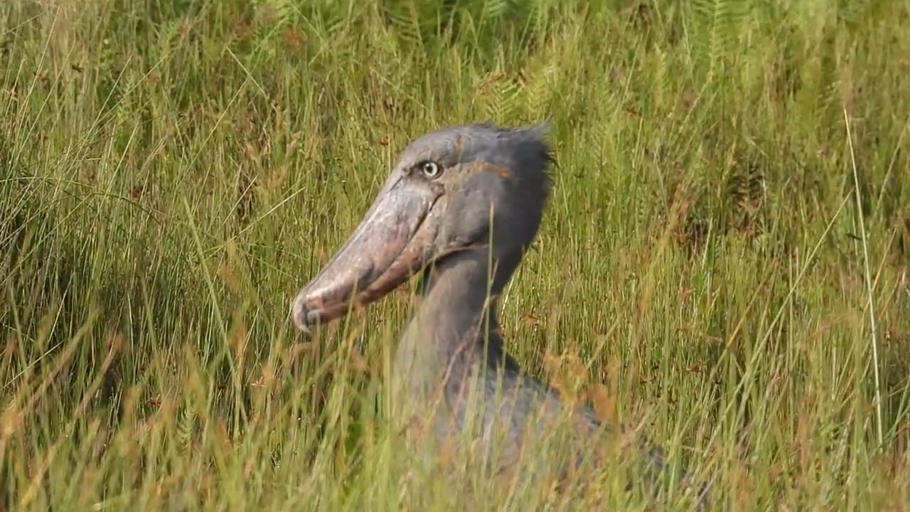 SHOEBILL  (BALAENICEPS REX) UGANDA