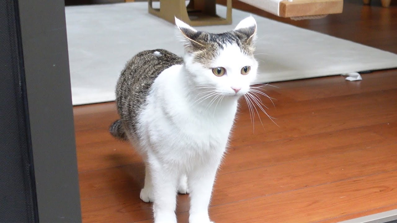 雨の日とねこ。-Cats on a rainy day.-