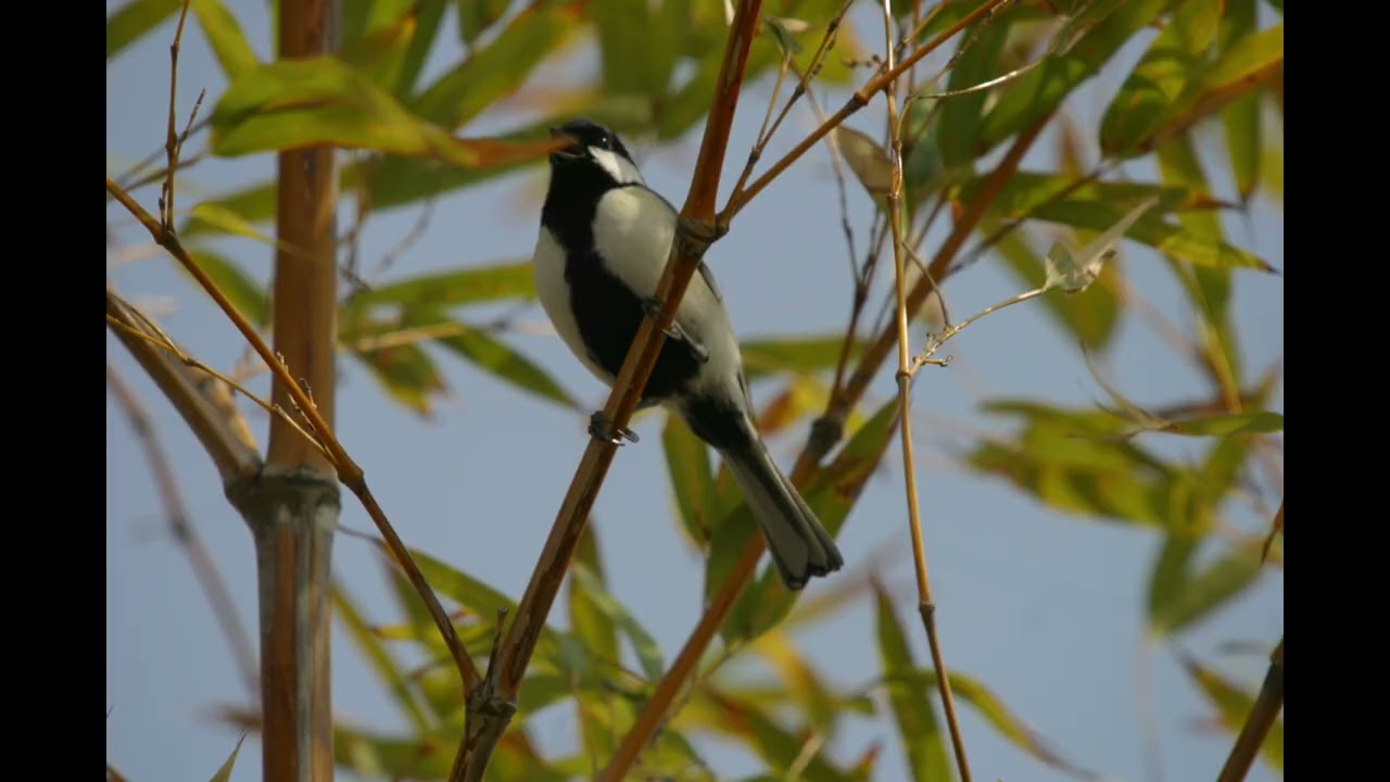 BirdWatching,MrDai,Birds Photo Grapher, Mr.Dai Fukuoka,Birds Watching,nature,field Photo,2025April