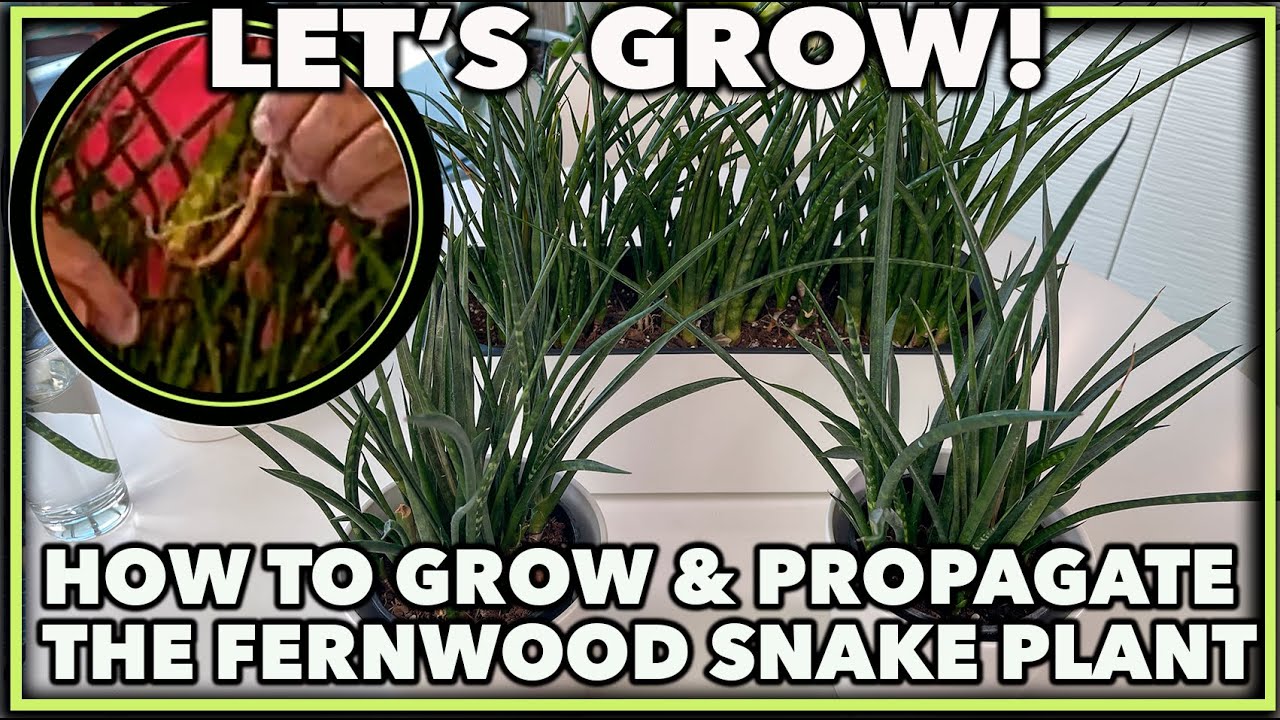 DWARF SNAKE PLANT CARE