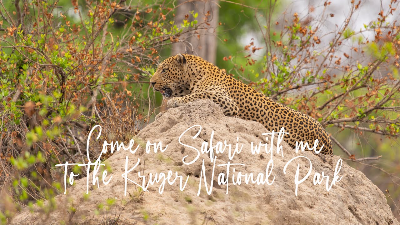 Come on safari with South African Wanderer to the Kruger - outlining my Kruger tour offerings