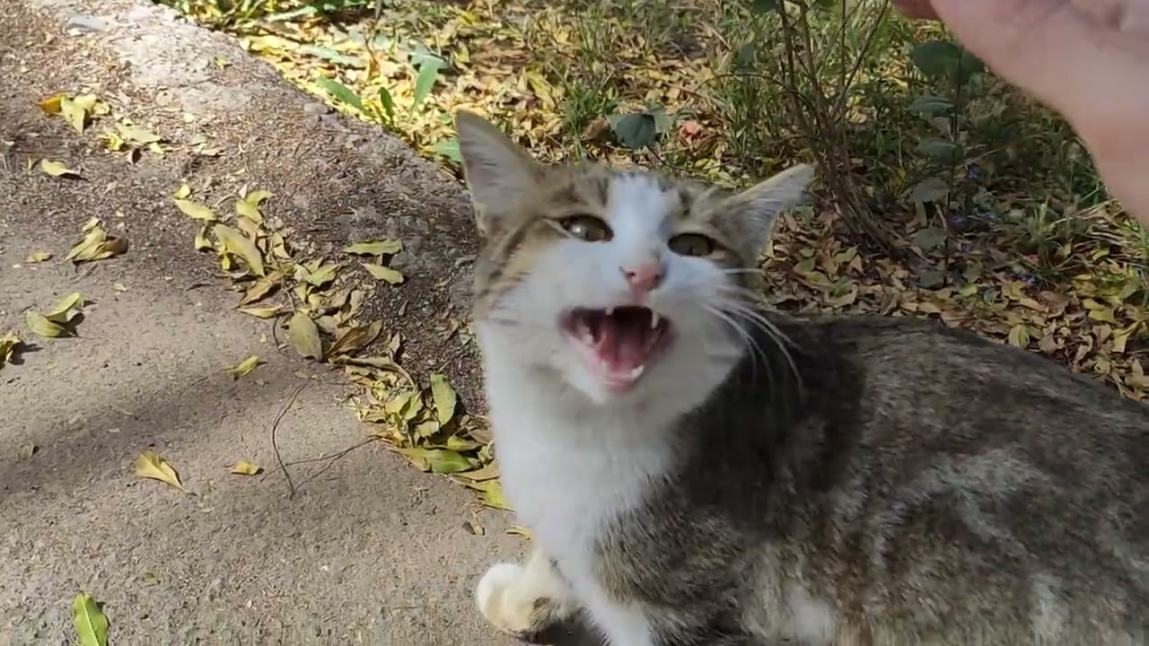 Cat Responds Instantly to 'Pss Pss' — So Cute!