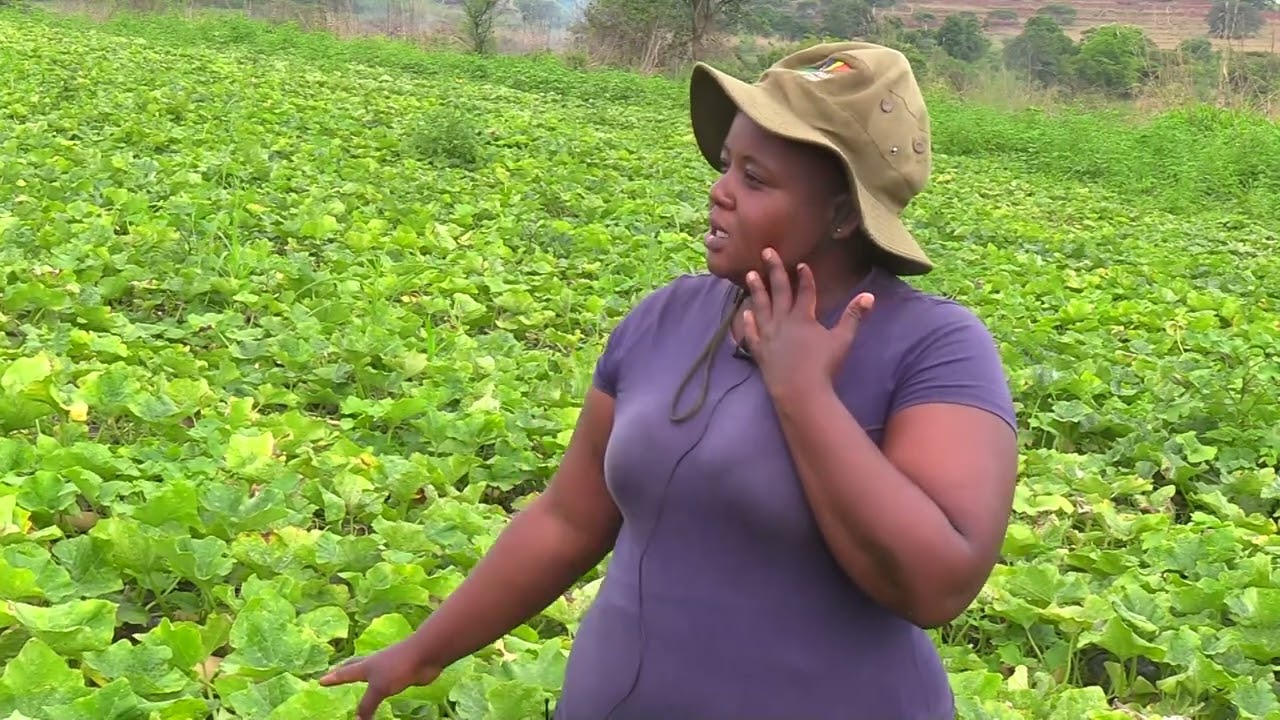 Asilimeni Maswati Ep.10: Sinegugu Mabuza – From Survival to Empire | Ntfonjeni’s Rising Agripreneur