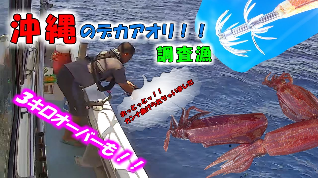 沖縄デカアオリイカポイントチェック