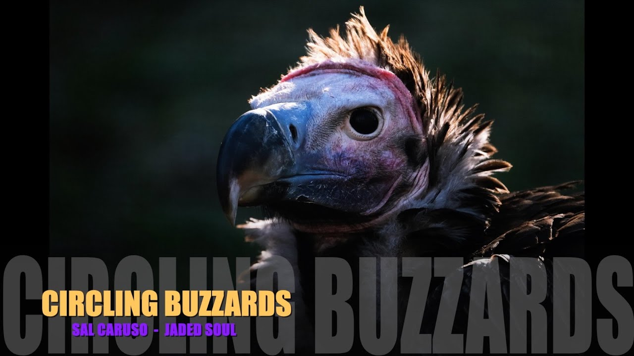 CIRCLING BUZZARDS #guitar #instrumental #dancerock for #vultures