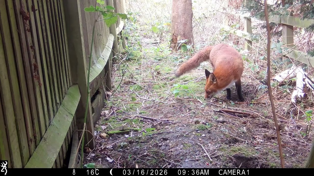 Fiona's Typical Day 🦊