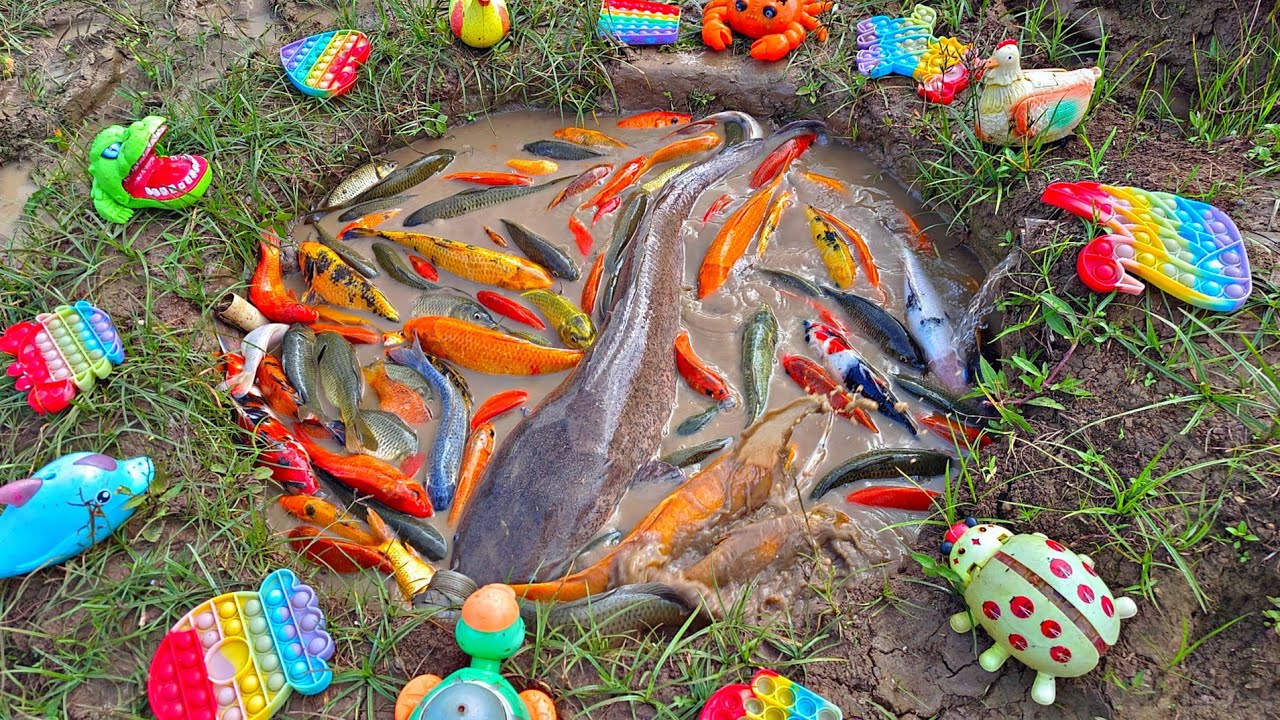 Menangkap ikan hias di kolam, ikan lele besar, ikan koi, ikan cupang, ikan mas, kura kura, bebek