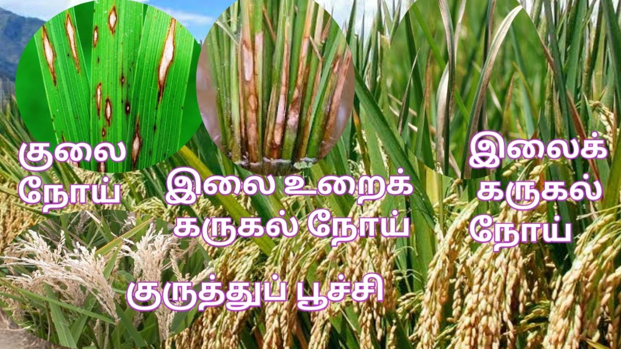 நெல் பயிரில் வரும் இலை உறைக் கருகல் நோய்,குலை நோய்,பாக்டீரியா இலைகருகல் நோய்,குருத்துபூச்சி மருந்து