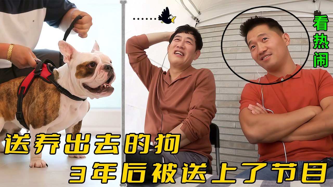 3年前送養出去的狗，居然因爲攻擊性被送回節目，訓犬師看到都笑了