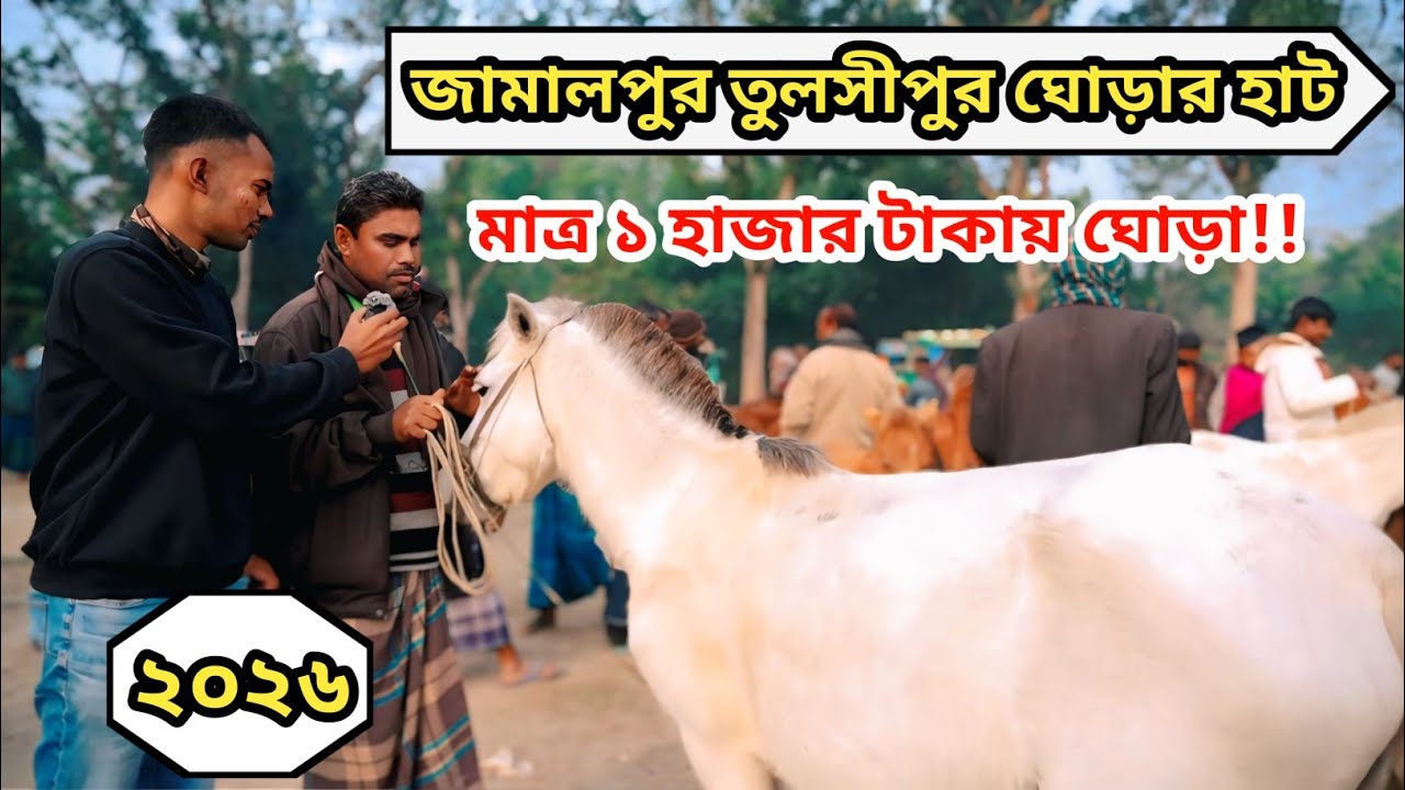 জামালপুর তুলসীপুর ঘোড়ারহাট। ২০২৬ সালের ঘোড়ার শেষ আপডেট। Horse market.