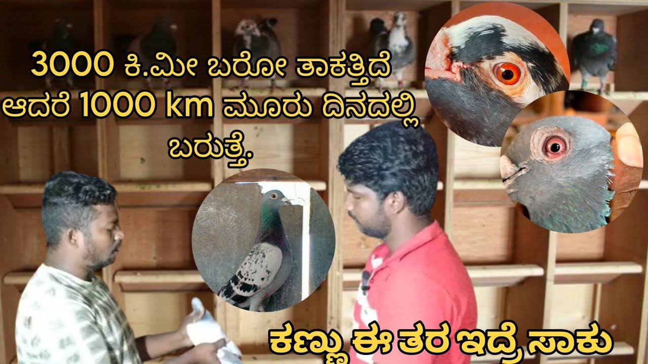 3,000 ಕಿಲೋಮೀಟರ್ ದೂರದಿಂದ ಬರುತ್ತೆ ಈ ಪಾರಿವಾಳ ದೂರದಿಂದ ಬರೋ ಪಾರಿವಾಳ ಕಣ್ಣು ಇದೆ ತರ ಇರುತ್ತೆ.
