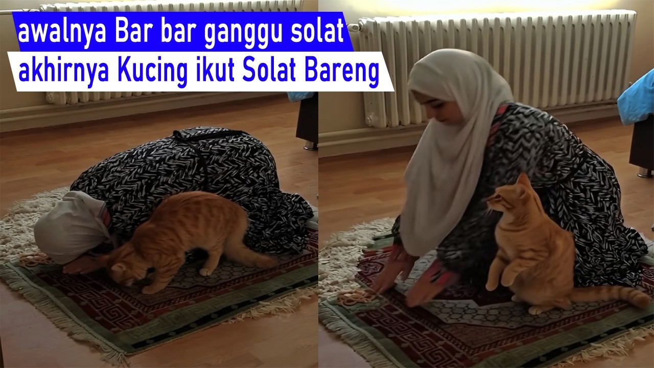 Ngakak sampai Dosa! Ganggu solat sampai Mencakar, akhirnya kucing ikut solat Bareng/kompilasi Lucu