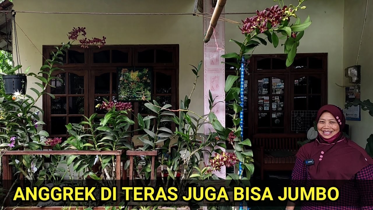 ANGGREK DI TERAS JUGA BISA JUMBO