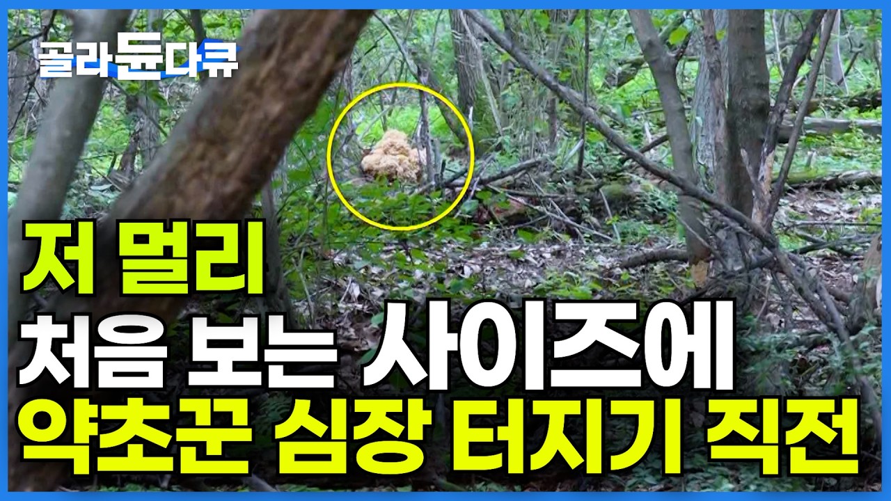 신이 허락 한 날. 오늘 운수 대박이다! 버섯 캐러 갔다가 산삼까지 봐버린 약초꾼｜딱 지금 여름 산에만 나는 버섯의 정체ㅣ꽃송이 버섯｜극한직업｜#골라듄다큐