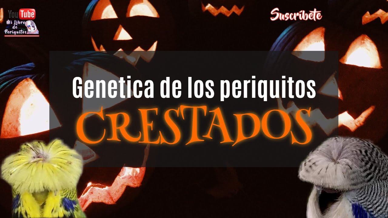 Periquitos Crestados Genética y Algunos Ejemplos de Cruces