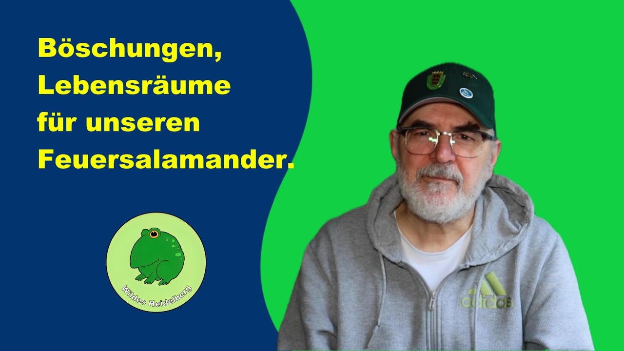 Böschungen im Wald, ein ganz besonderer Lebensraum für Feuersalamander